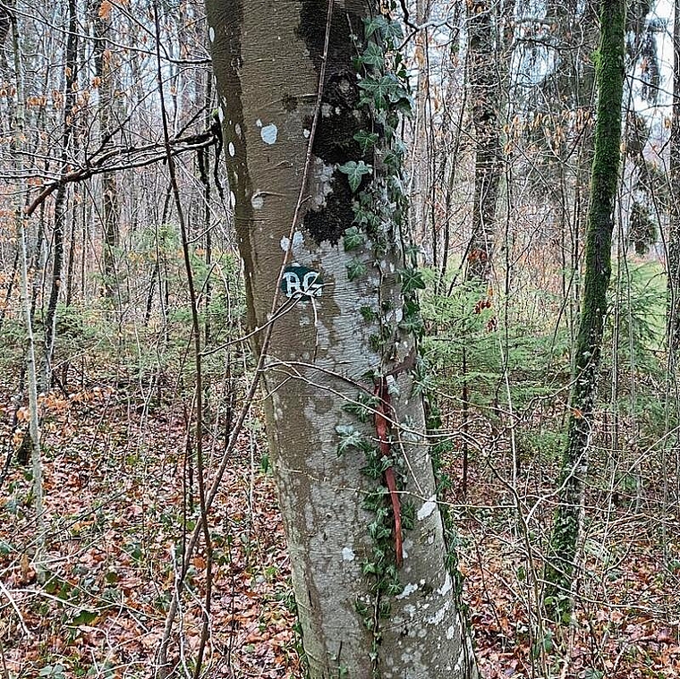 Auf den Parzellen 507 und 555 im Hölsteiner Wald wird ein Waldfriedhof entstehen. Die Bestattungen erfolgen dort diskret und es wird vor Ort nichts auf einen Waldfriedhof hindeuten. Die Gräber werden, wie her am Beispiel des Friedwaldes in Ziefen, 