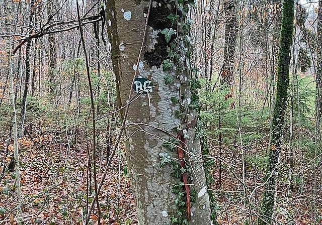 Auf den Parzellen 507 und 555 im Hölsteiner Wald wird ein Waldfriedhof entstehen. Die Bestattungen erfolgen dort diskret und es wird vor Ort nichts auf einen Waldfriedhof hindeuten. Die Gräber werden, wie her am Beispiel des Friedwaldes in Ziefen, 