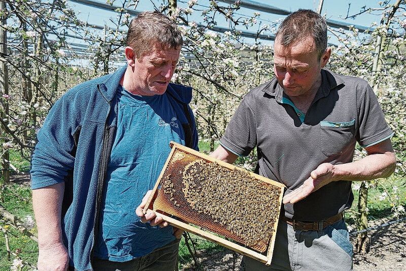 Ernst Lüthi (l.) und Lorenz Oberli mit einer Wabe seiner Bienen.