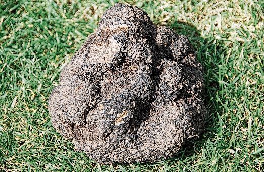 Der Burgundertrüffel wiegt 560 Gramm.