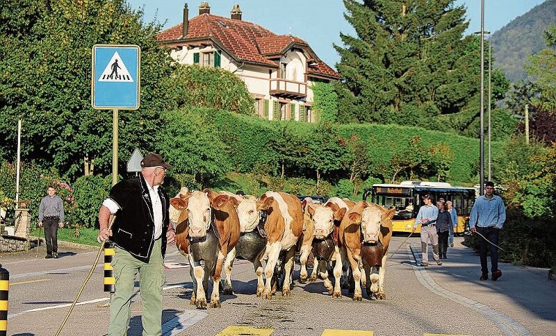 Die Kühe von Urs Zbinden, Präsident VGZ Langenbruck, fragen sich wohl, weshalb sie rund eine Stunde zu Fuss gehen müssen, wenn sie doch gemütlich im Postauto sitzen könnten.Fotos: B. Bentolila