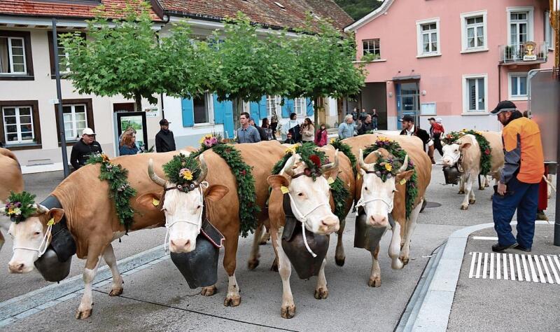Die Kühe von Samira und Christoph Gerber-Waser trugen nicht nur Kopfschmuck, sondern auch elegante Schmuckbänder um den Bauch. Foto: B. Bentolila