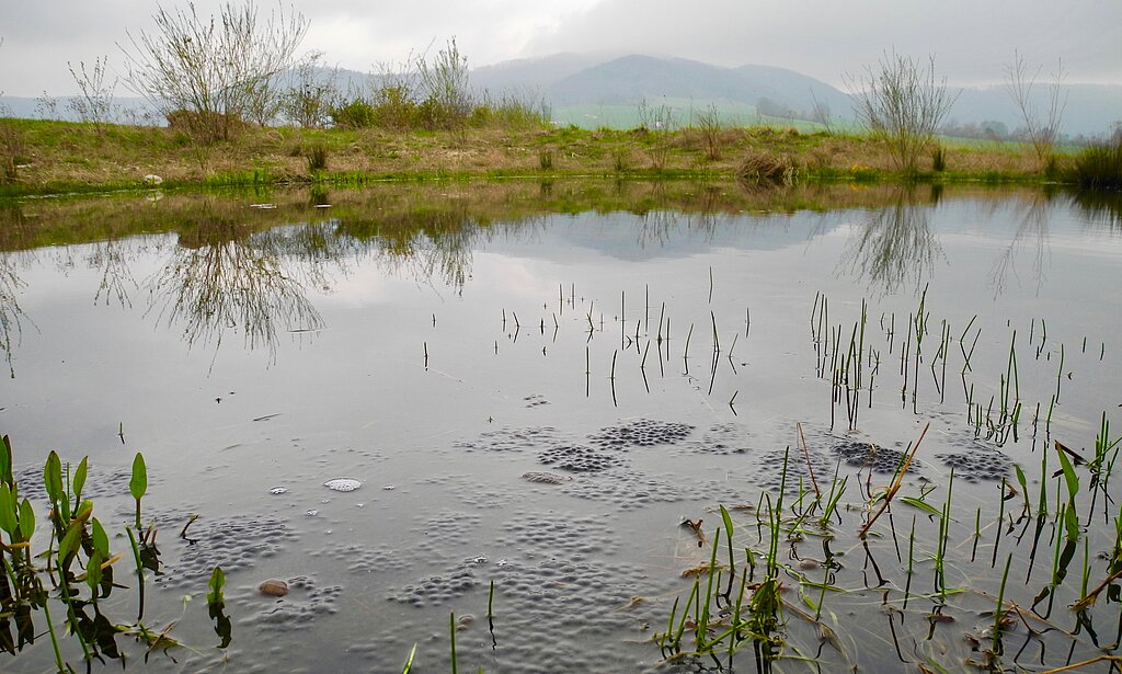 Der Weiher Buchsholz in Anwil ist 2014 in einer Senke aus dem Abbau von Lehm entstanden.FotOs: j. hug
