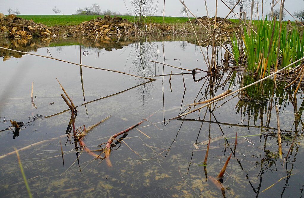 Der Erzmattenweiher, einst Störfaktor durch stehendes Wasser, bietet heute vielen Lebensformen eine Chance.
