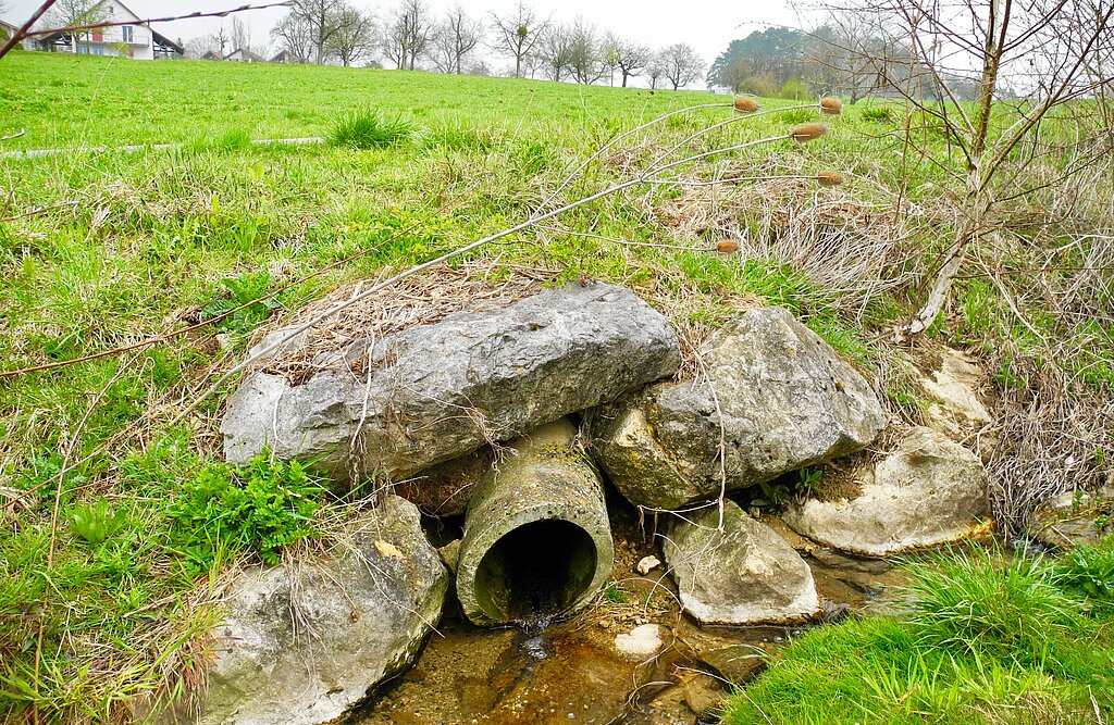 Das Hintermattbächlein in Anwil hat sich seit seiner Freilegung 2011 prächtig entwickelt. Es kann als Hauptader auch die Drainagen aus den Wiesen aufnehmen.