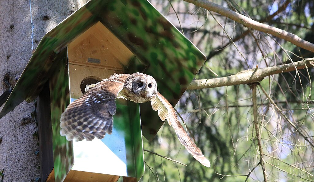 Aus dem Vogelhaus ausfliegender weiblicher Waldkauz. Fotos: zVg
