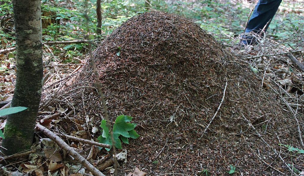 Nest der Roten Waldameise. Fotos: O. Graf
