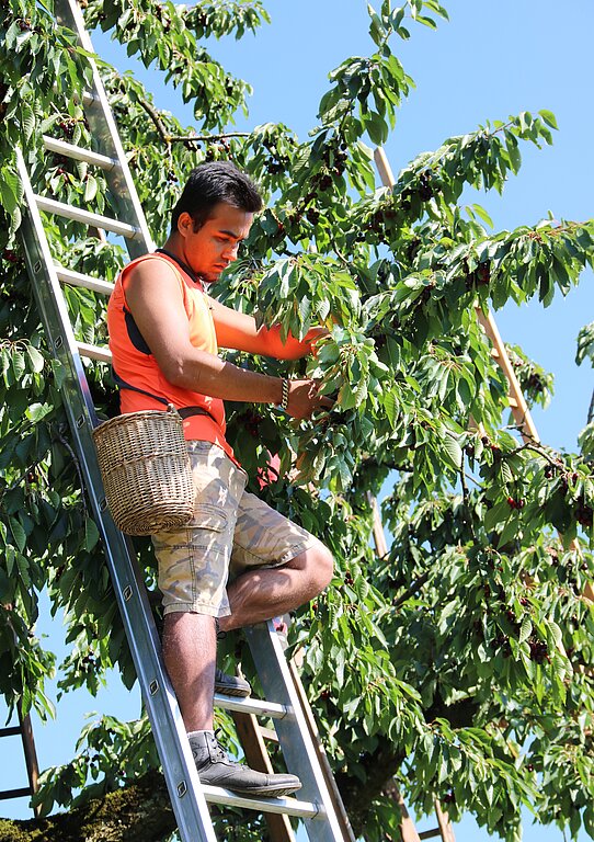 Murat Turan aus Afghanistan pflückt seit zwei Wochen Kirschen von Hochstammbäumen in Buus.