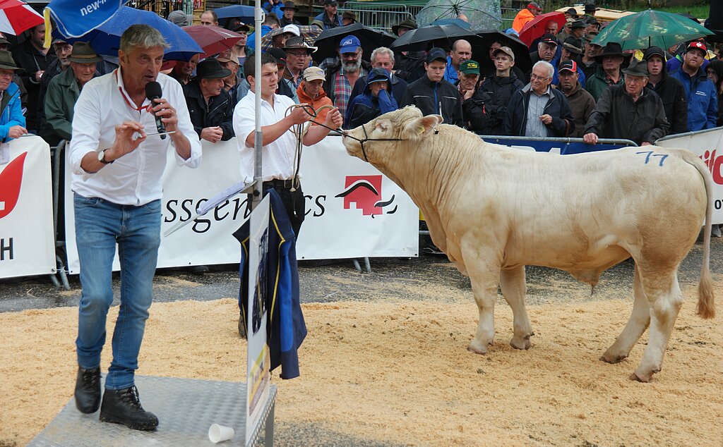 «Rondo», der junge Charolais-Muni erzielte den höchsten Preis des Tages.
