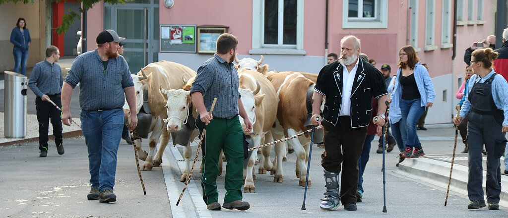 Wenn Viehschau ist, geht der Bauer auch an Krücken fast eine halbe Stunde zu Fuss vom Hof Lochhus auf den Schauplatz …
