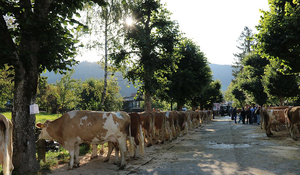 Wenn die Kühe nach dem Marsch auf dem Schauplatz angelangt und angebunden sind, herrscht vorerst einmal Ruhe beim Vieh und bei den Menschen.