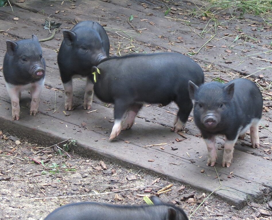 Noch keine Namen für diese gerade geborenen Minipigs.
